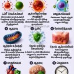 snp anti-oxidant benefits
