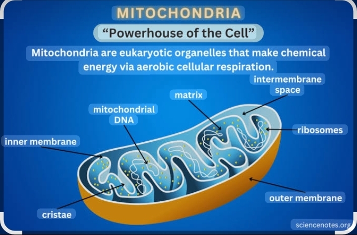 Mitochondria_SNP