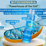 snp mitochondria